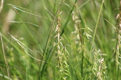 Melica sarmentosa