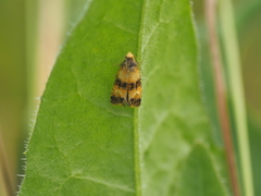 Commophila aeneana