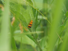 Commophila aeneana