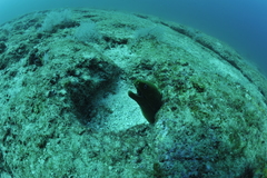 Gymnothorax castaneus