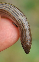 Chalcides striatus