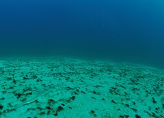 Urobatis concentricus