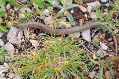 Chalcides striatus