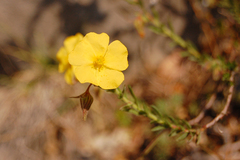 Fumana arabica