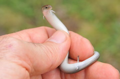 Chalcides striatus