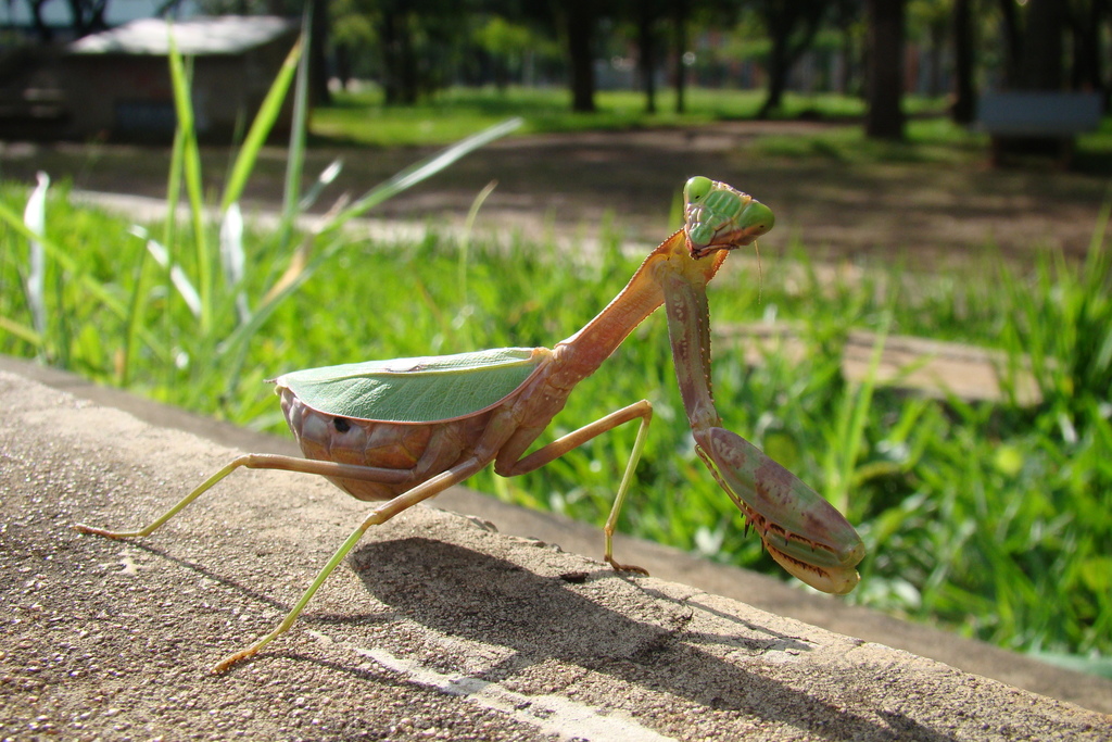 Stagmatoptera reimoseri