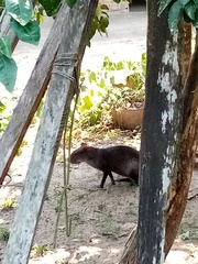 Dasyprocta fuliginosa