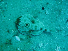 Diplobatis ommata