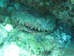 Pinctada mazatlanica
