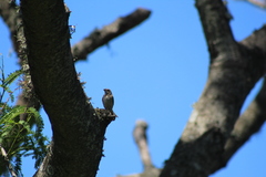 Sicalis flaveola