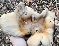 Albatrellus