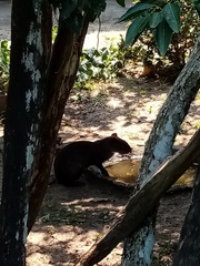 Dasyprocta fuliginosa