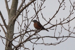 Turdus migratorius