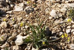 Diplotaxis harra harra