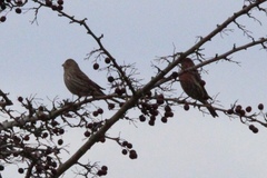 Haemorhous mexicanus