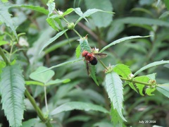 Volucella linearis