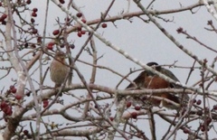 Haemorhous mexicanus