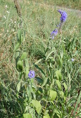 Veronica longifolia longifolia