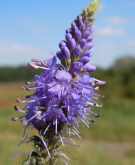 Veronica longifolia longifolia