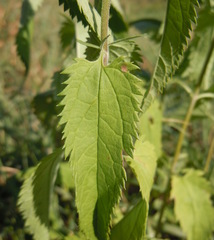Veronica longifolia longifolia
