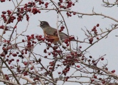 Turdus migratorius