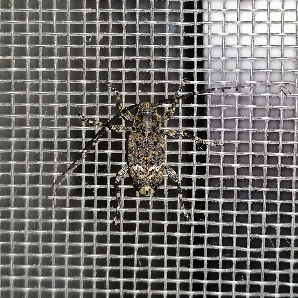 Oedopeza costulata