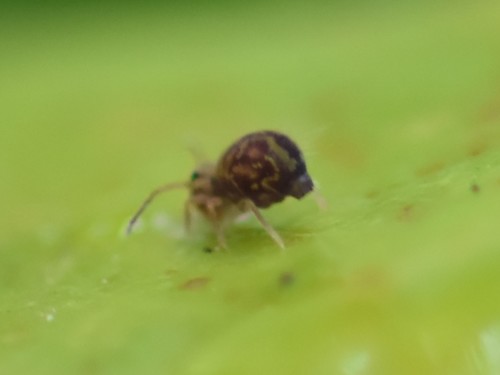 Dicyrtomina saundersi, Nieuweweg, Groesbeek, Nederland, photo 9 of 10
