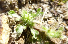 Ceratocephala pungens