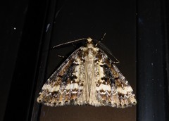 Pseudocoremia leucelaea