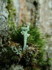 Tremella cladoniae