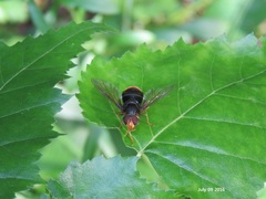 Dideoides coquilletti