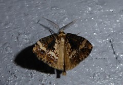 Pseudocoremia leucelaea