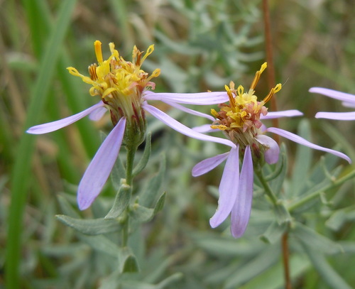 Galatella Cana · Inaturalist