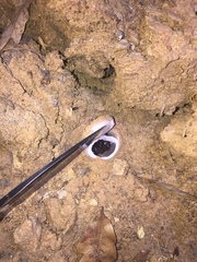 Hebestatis theveneti