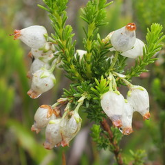 Erica physodes