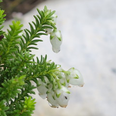 Erica physodes