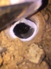 Hebestatis theveneti