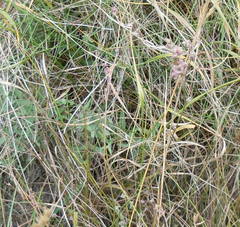 Bupleurum tenuissimum