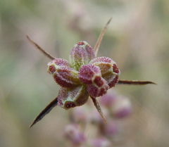 Bupleurum tenuissimum