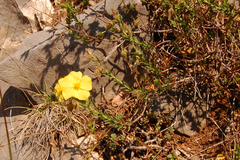 Fumana arabica
