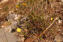 Fumana arabica