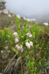 Erica physodes