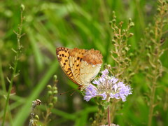 Argynnis laodice