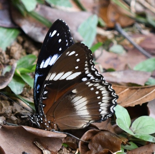 Great Eggfly, photo 6 of 9