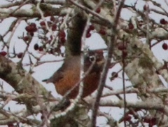 Turdus migratorius