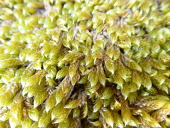 Hypnum cupressiforme cupressiforme