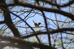 Ammodramus humeralis