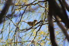 Ammodramus humeralis