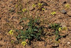 Diplotaxis harra crassifolia
