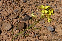 Diplotaxis harra crassifolia